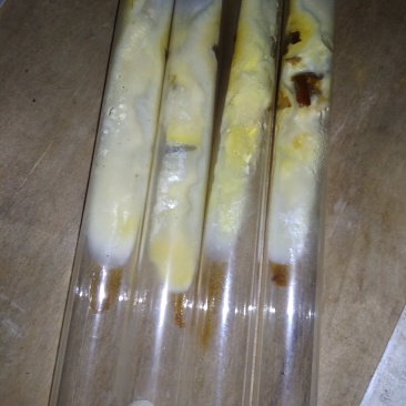 大量供应桑黄菌母种原种栽培种以及各类菌需物资。