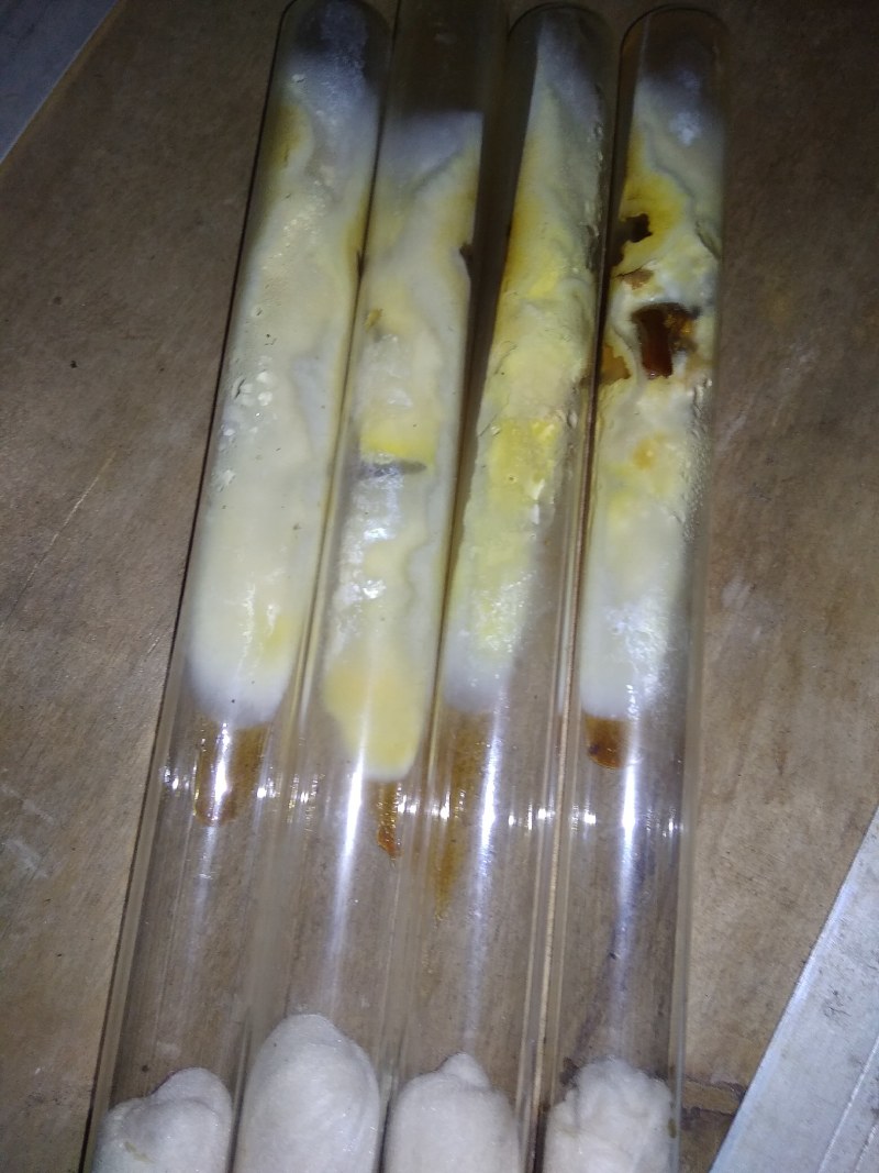 大量供应桑黄菌母种原种栽培种以及各类菌需物资。