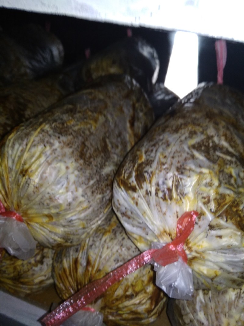 大量供应桑黄菌母种原种栽培种以及各类菌需物资。