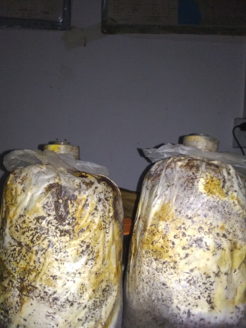 大量供应桑黄菌母种原种栽培种以及各类菌需物资。