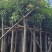广东绿化芒果树批发商,绿化芒果道路绿化用苗