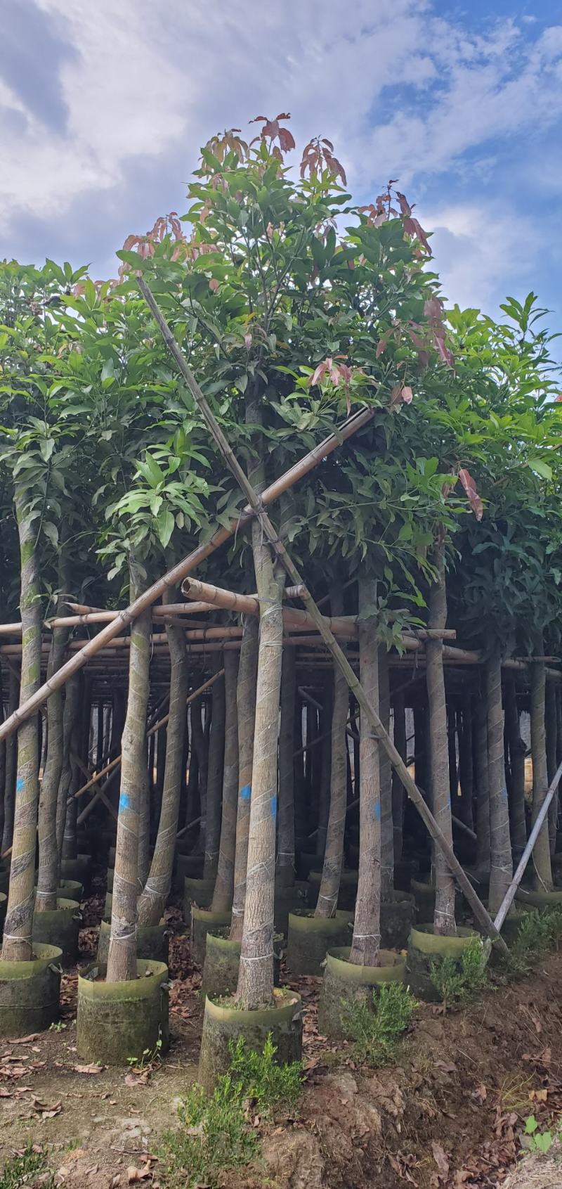 广东绿化芒果树批发商，绿化芒果道路绿化用苗