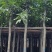 广东绿化芒果树批发商,绿化芒果道路绿化用苗