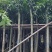 广东绿化芒果树批发商,绿化芒果道路绿化用苗