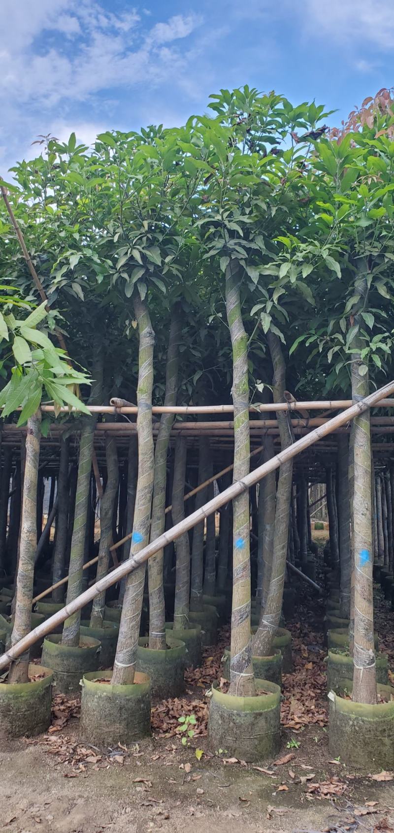广东绿化芒果树批发商，绿化芒果道路绿化用苗