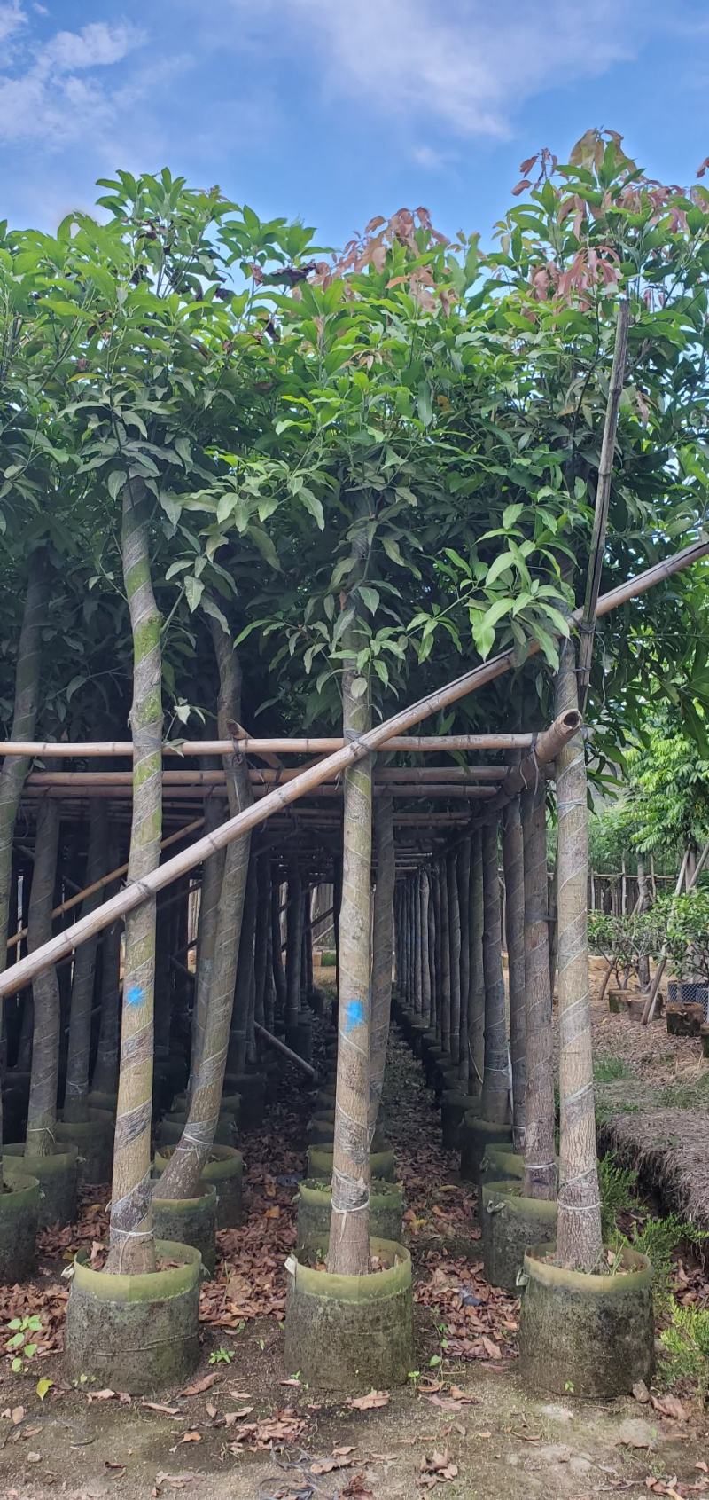 广东绿化芒果树批发商，绿化芒果道路绿化用苗