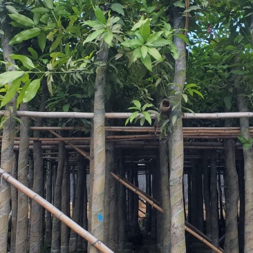 广东绿化芒果树批发商,绿化芒果道路绿化用苗
