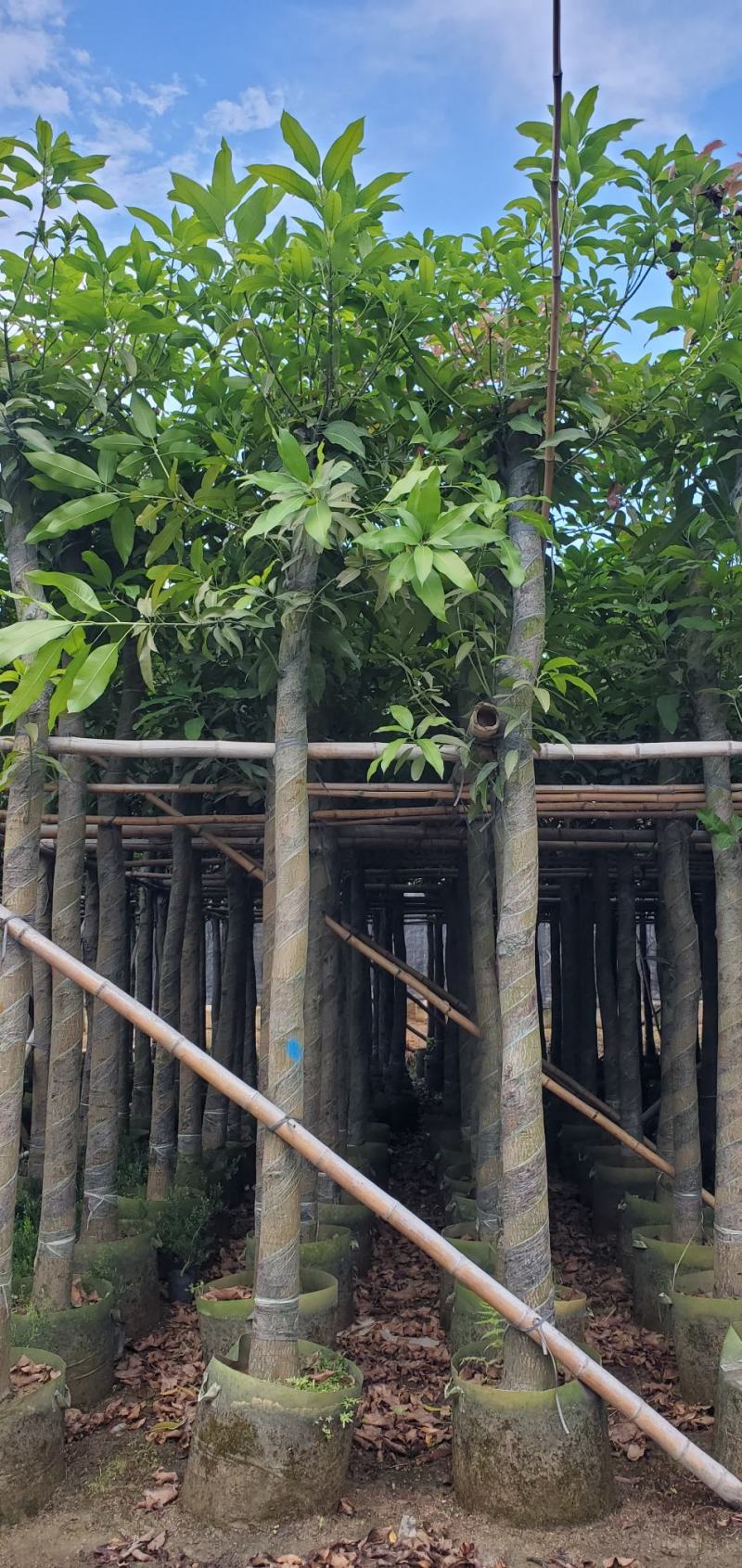 广东绿化芒果树批发商，绿化芒果道路绿化用苗