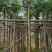 广东蓝花楹供应商,蓝花楹市政道路用苗,园林绿化工程用苗