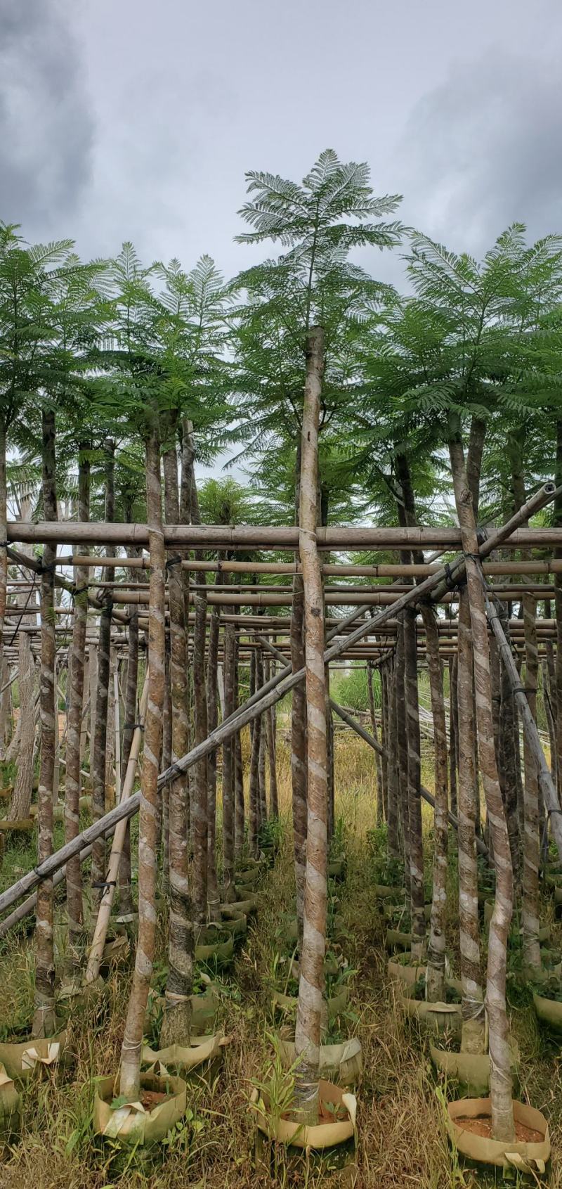 广东蓝花楹供应商，蓝花楹市政道路用苗，园林绿化工程用苗