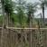 广东蓝花楹供应商,蓝花楹市政道路用苗,园林绿化工程用苗