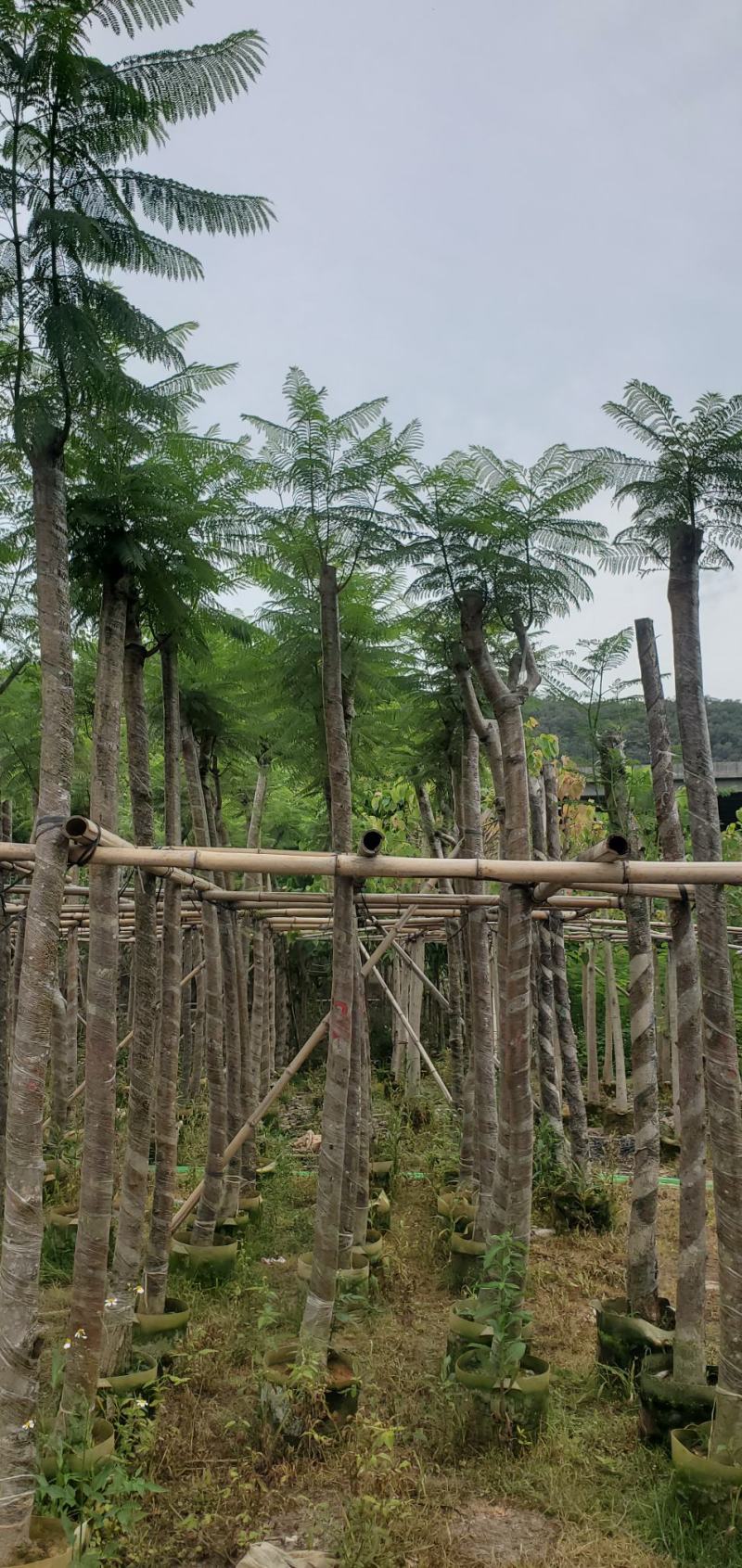 广东蓝花楹供应商，蓝花楹市政道路用苗，园林绿化工程用苗