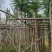 广东蓝花楹供应商,蓝花楹市政道路用苗,园林绿化工程用苗