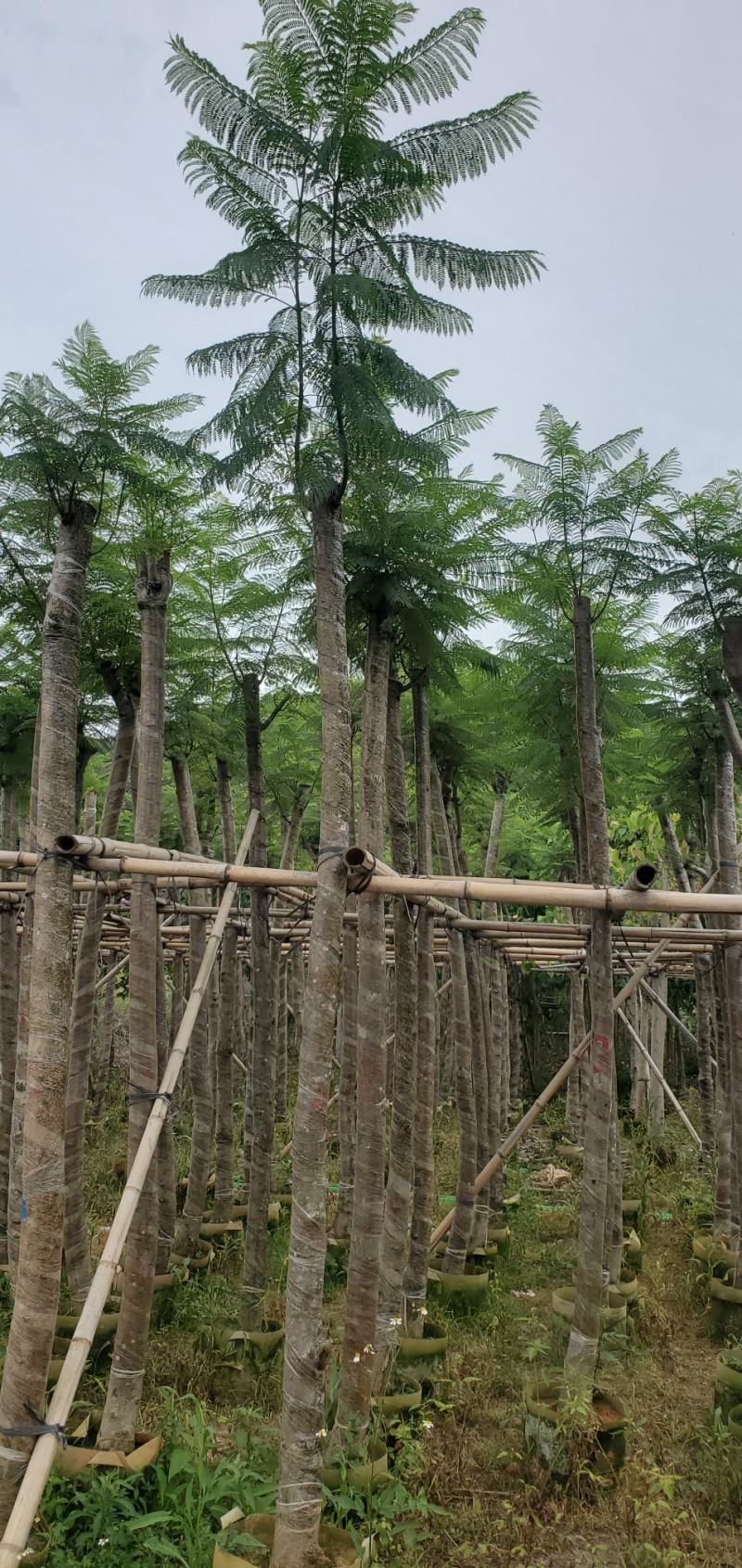 广东蓝花楹供应商，蓝花楹市政道路用苗，园林绿化工程用苗