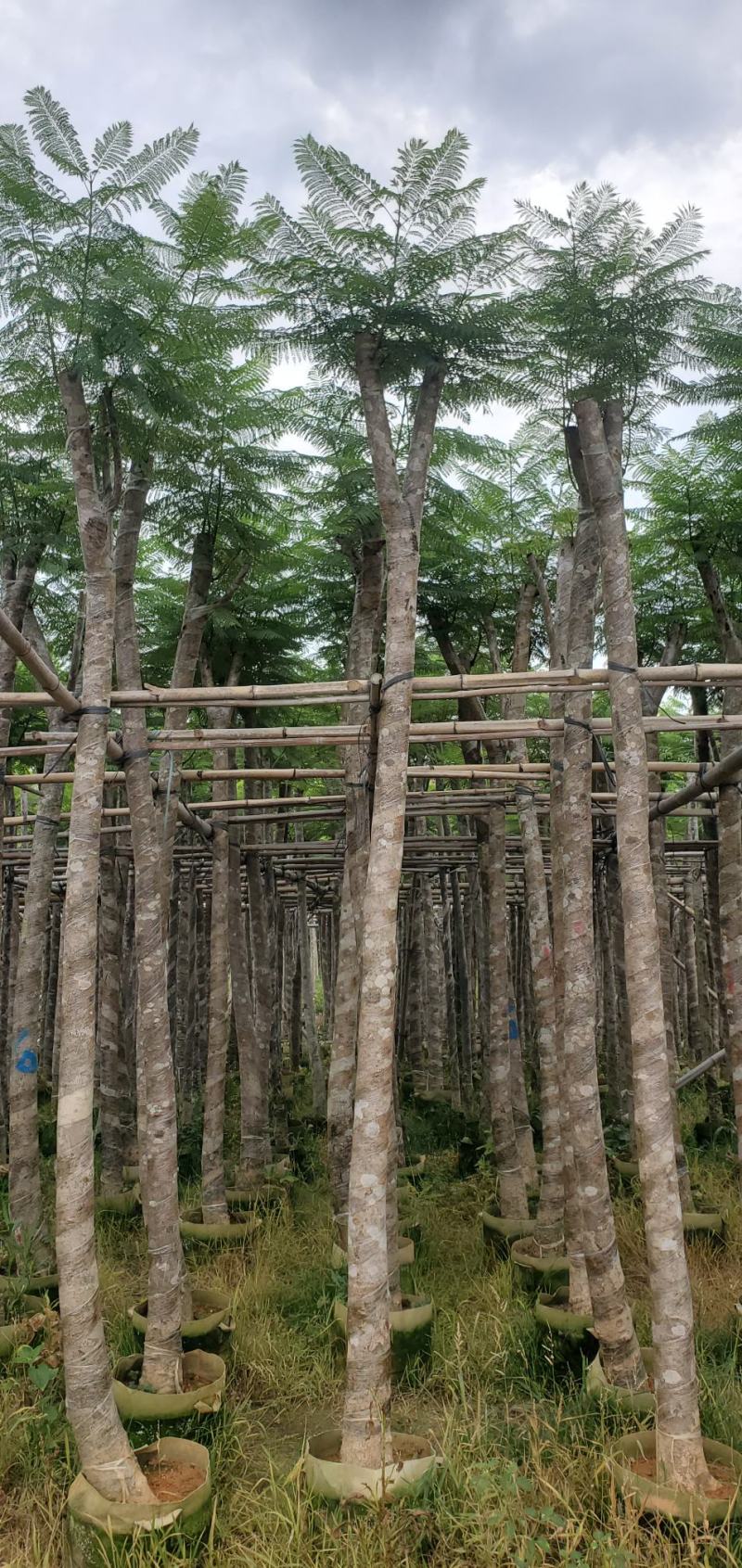广东蓝花楹供应商，蓝花楹市政道路用苗，园林绿化工程用苗