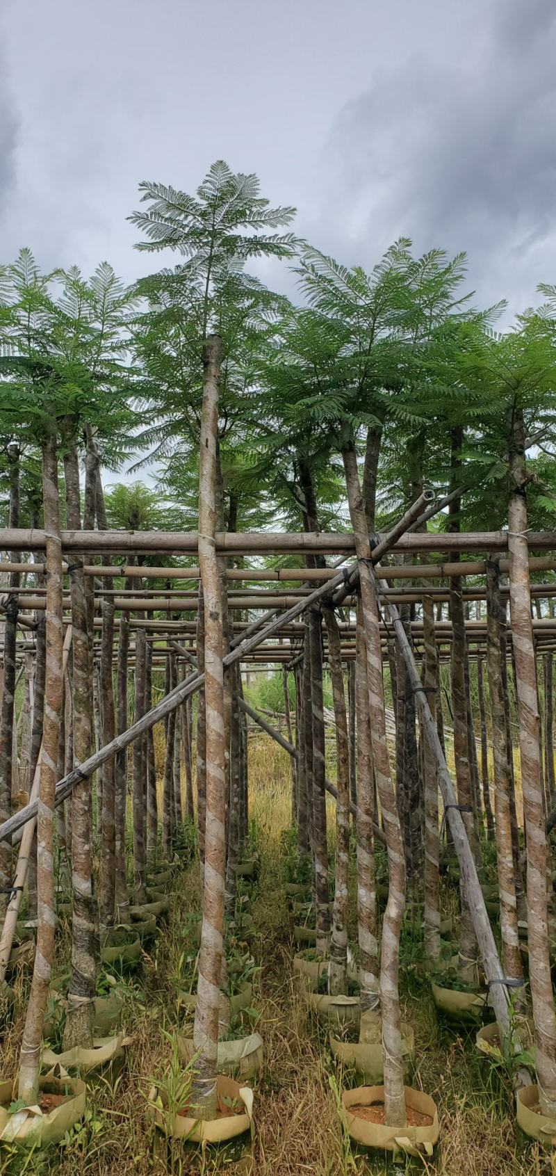 广东蓝花楹供应商，蓝花楹市政道路用苗，园林绿化工程用苗