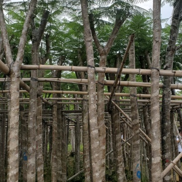 广东蓝花楹供应商,蓝花楹市政道路用苗,园林绿化工程用苗