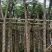 广东蓝花楹供应商,蓝花楹市政道路用苗,园林绿化工程用苗