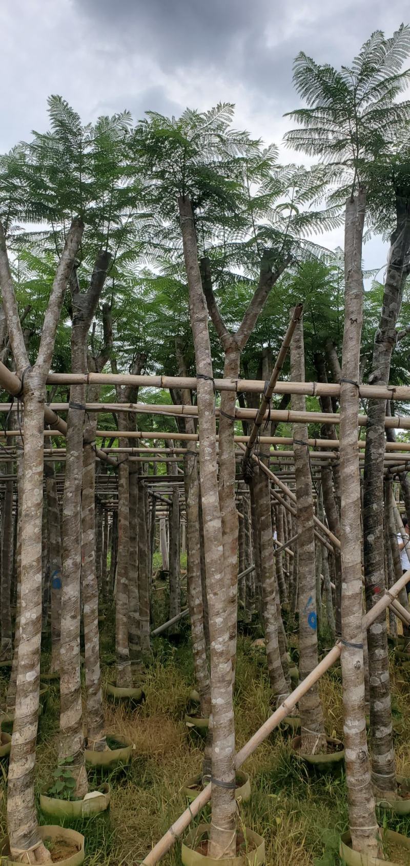 广东蓝花楹供应商，蓝花楹市政道路用苗，园林绿化工程用苗