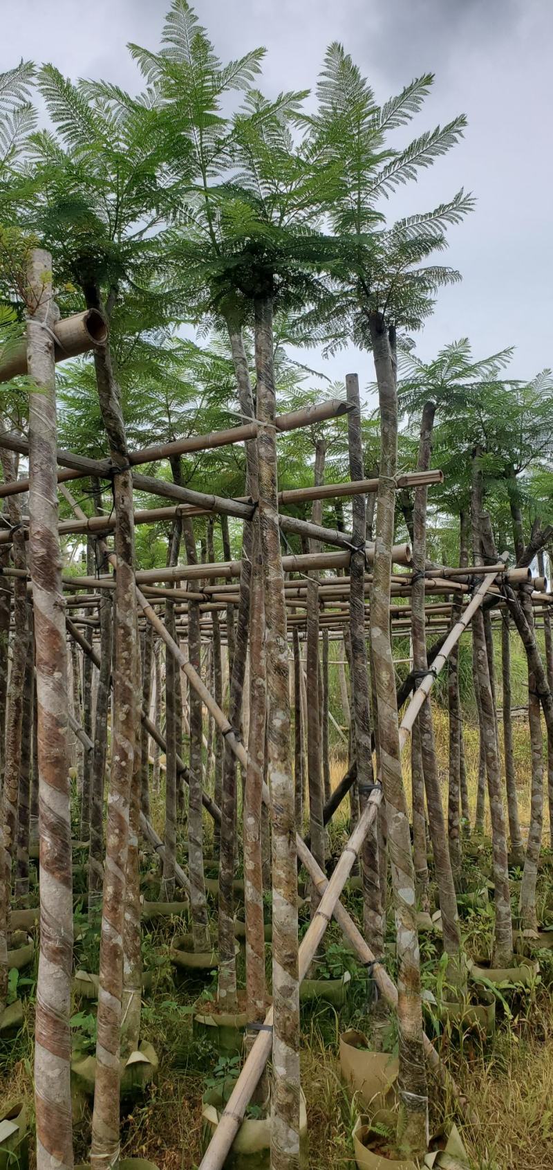 广东蓝花楹供应商，蓝花楹市政道路用苗，园林绿化工程用苗