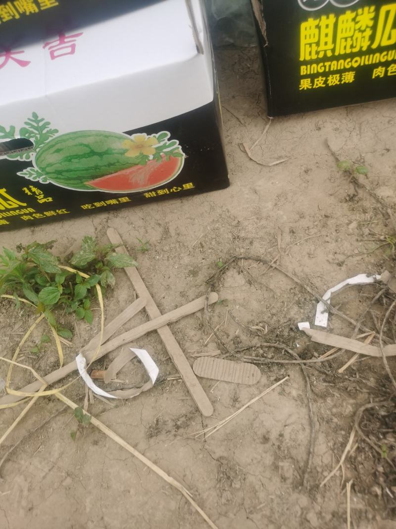 湖南大棚8424麒麟瓜，支持产地看货，视频看货。