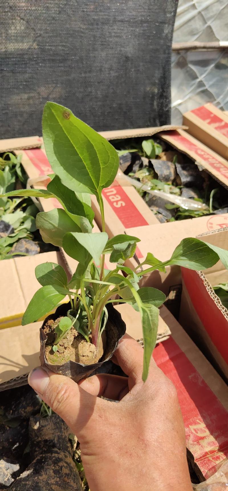 黑心菊，多品种，欢迎新老朋友来青