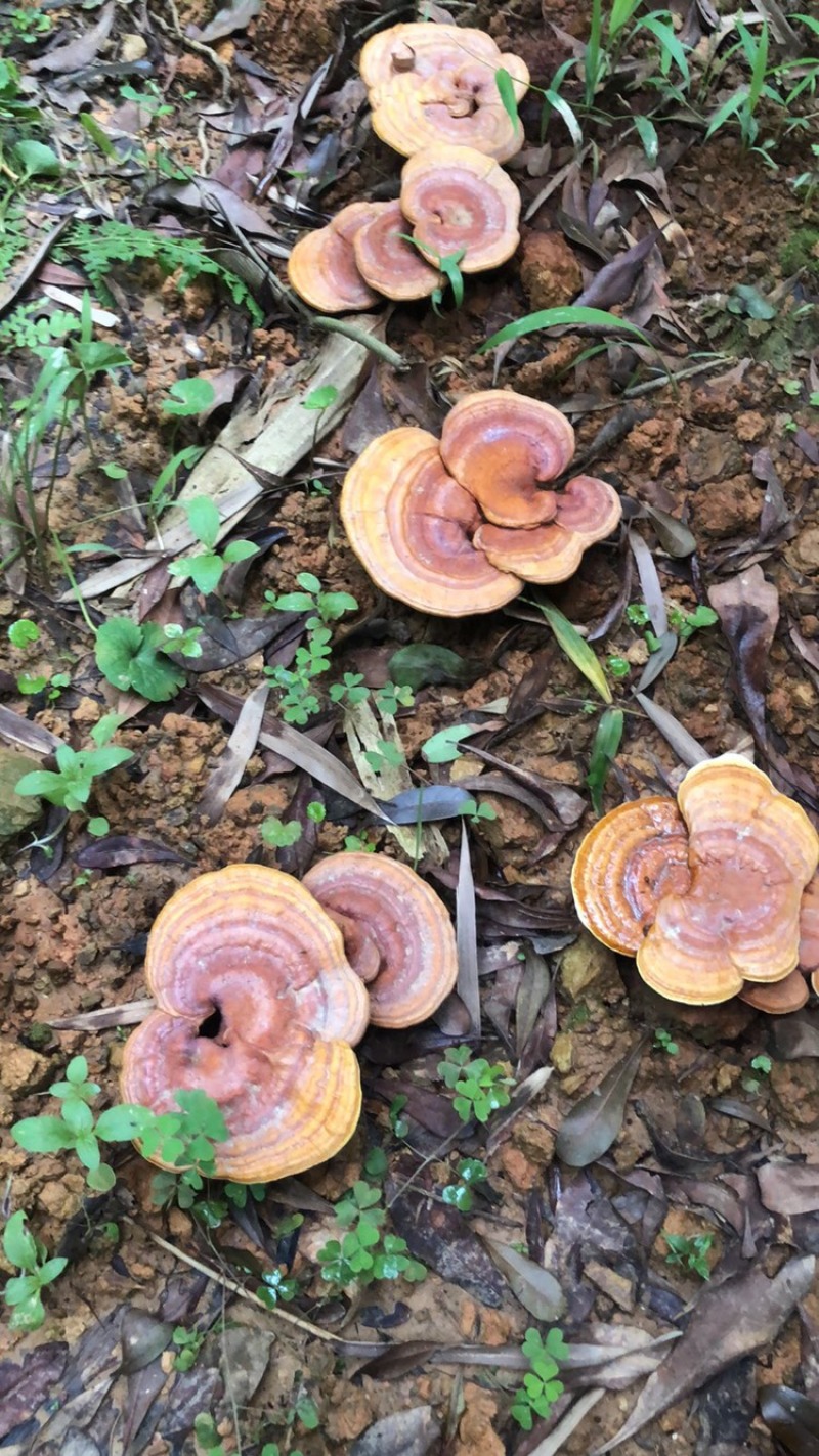 赤灵芝