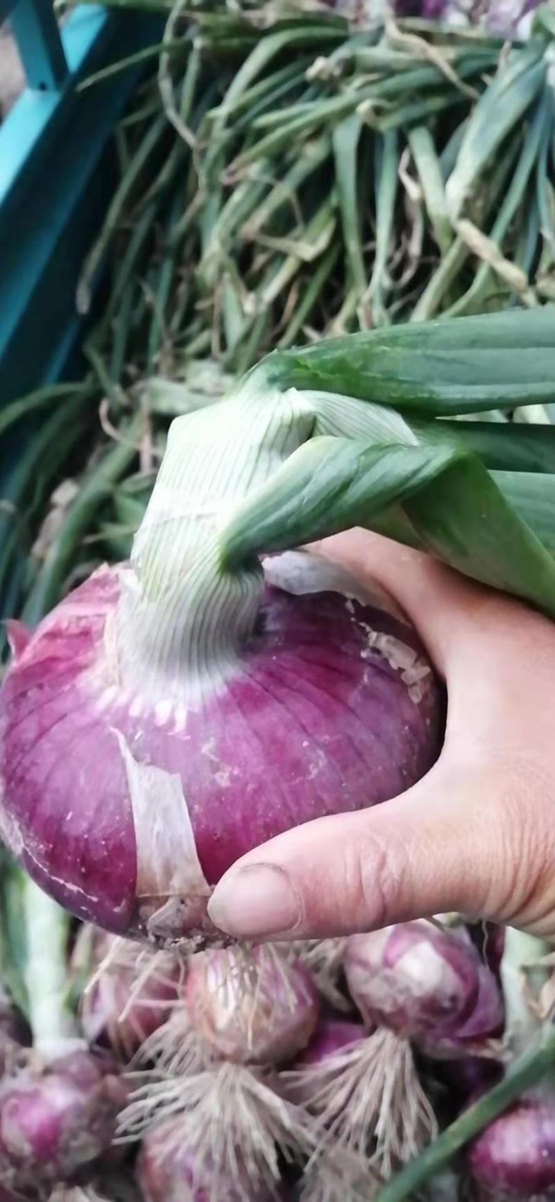 红皮洋葱河南产地直销万亩种植基地量大价优全国发货