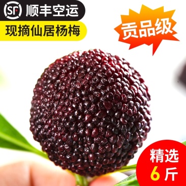 正宗浙江仙居东魁杨梅新鲜大杨梅礼盒批发代发团购