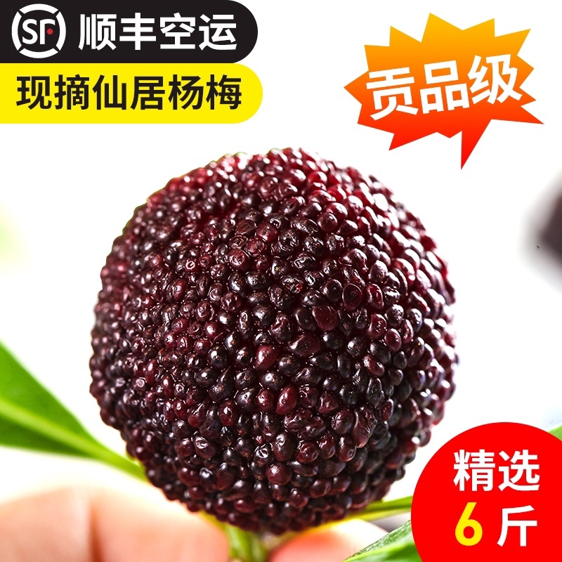正宗浙江仙居东魁杨梅新鲜大杨梅礼盒批发代发团购