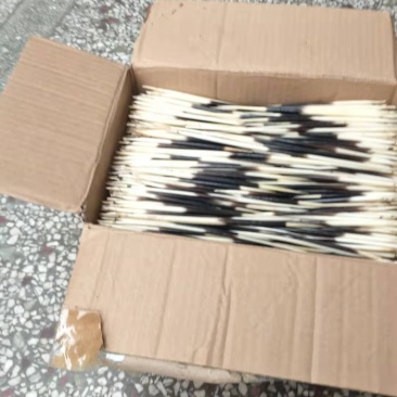 豪猪刺中药材工艺品量大优惠