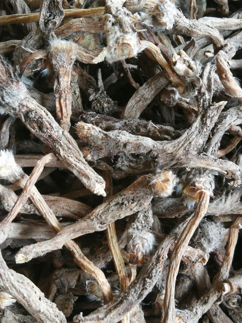 白头翁
