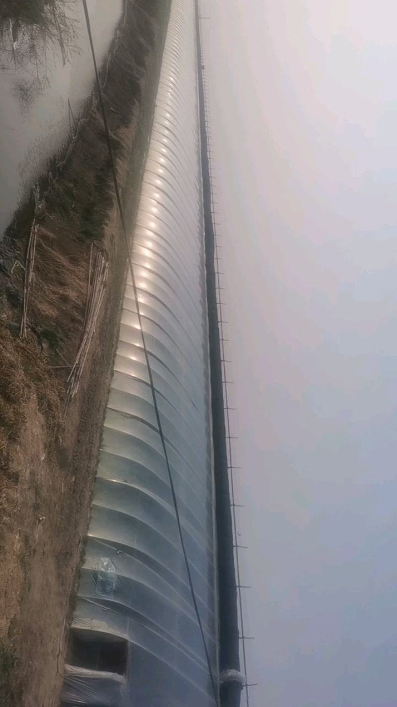 辽宁鞍山精品，白豆角，大量上市，一手货源