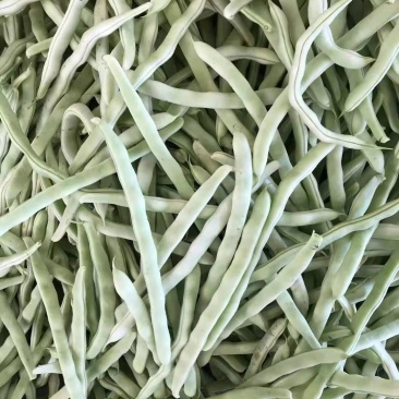 辽宁鞍山精品，白豆角，大量上市，一手货源