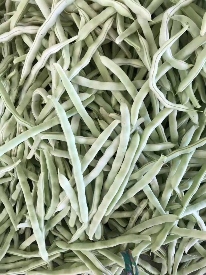 辽宁鞍山精品，白豆角，大量上市，一手货源