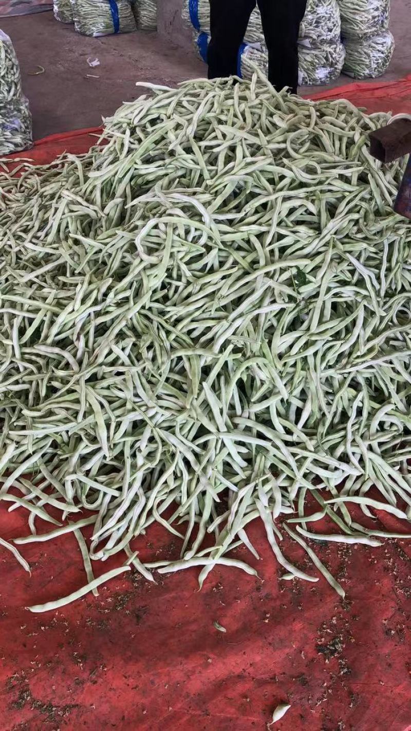 辽宁鞍山精品，白豆角，大量上市，一手货源