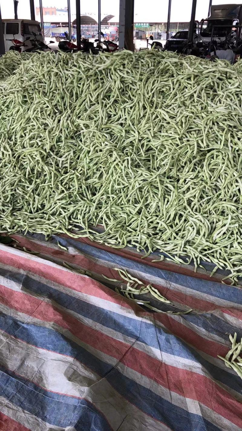 辽宁鞍山精品，白豆角，大量上市，一手货源