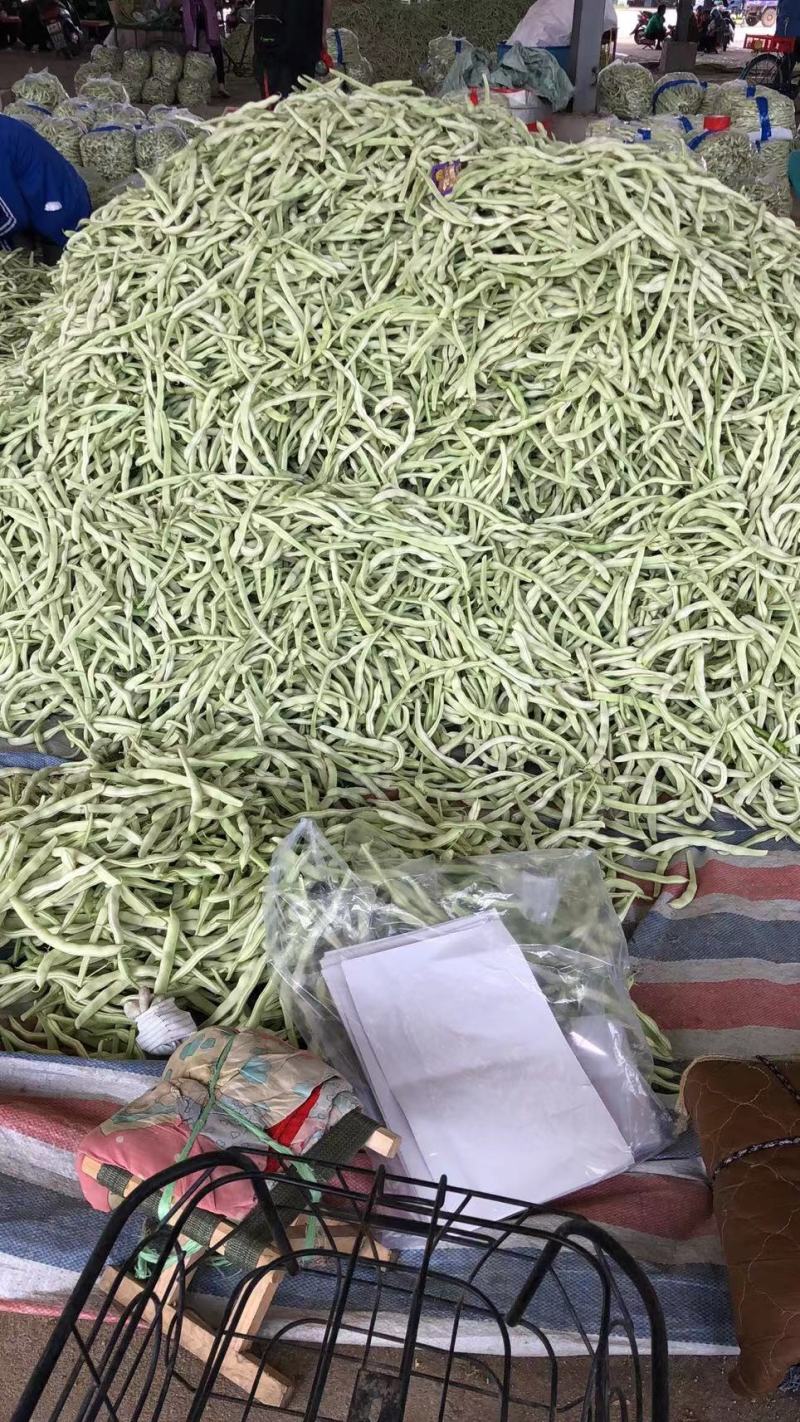 辽宁鞍山精品，白豆角，大量上市，一手货源