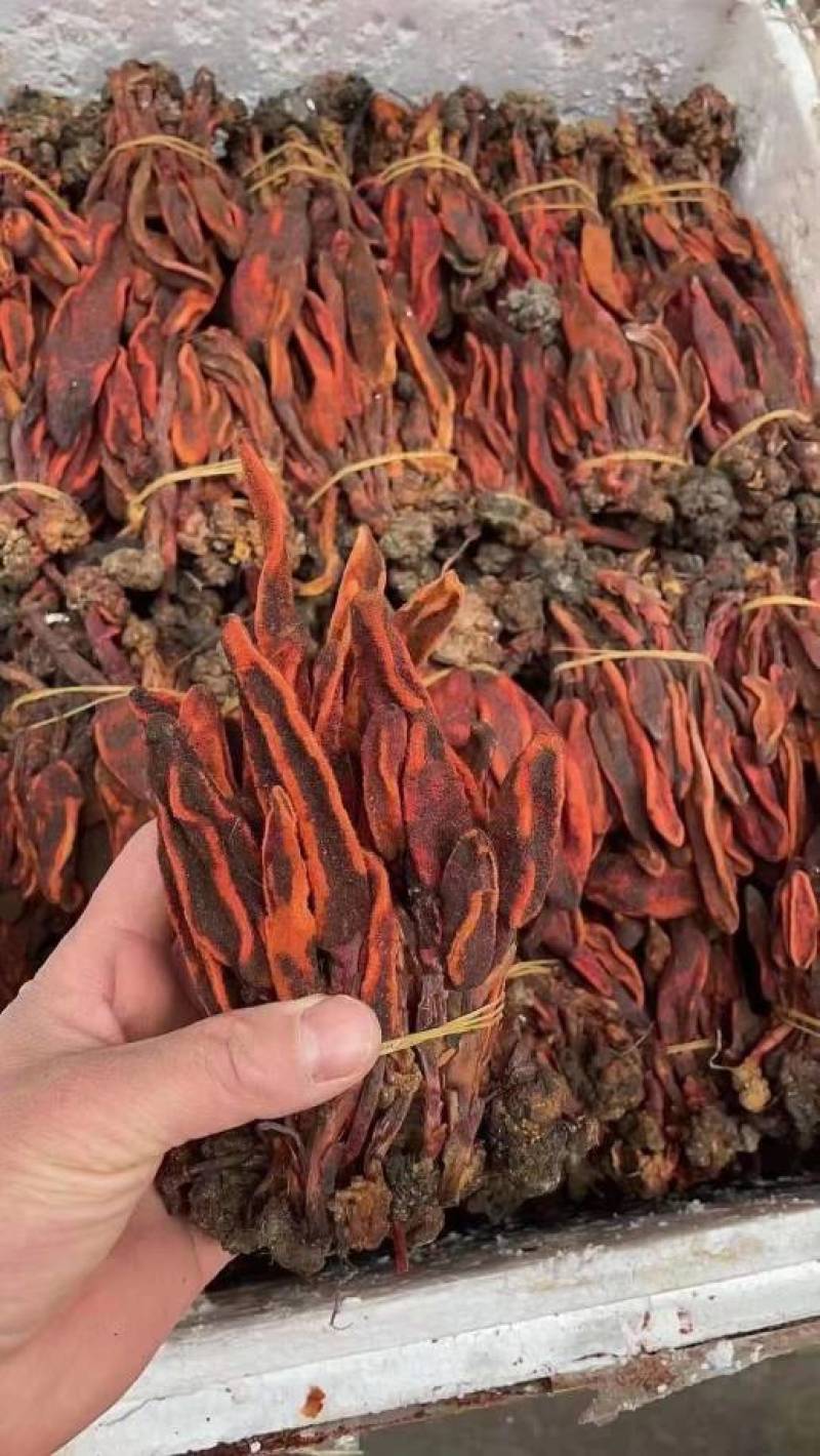 回春草大量有现货他产地直供一手货源云南回春草