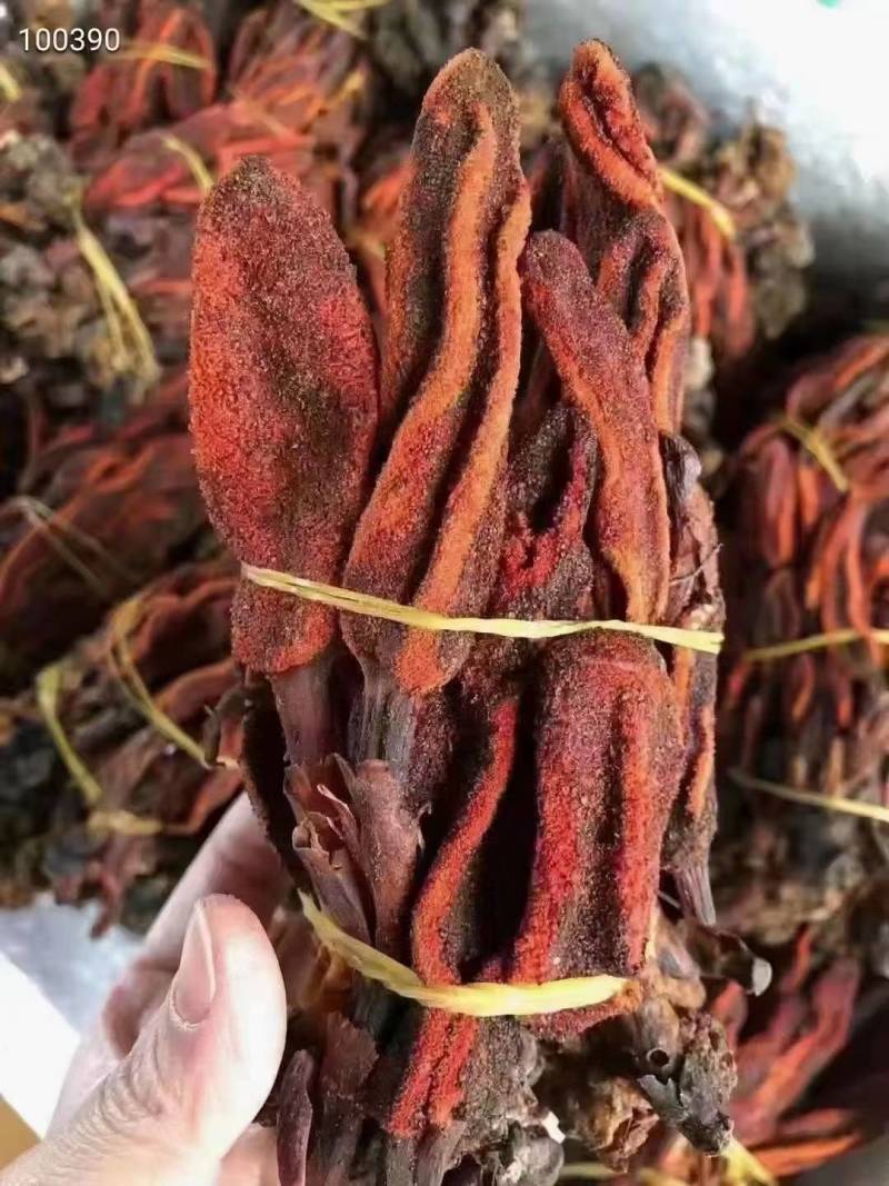 回春草大量有现货他产地直供一手货源云南回春草