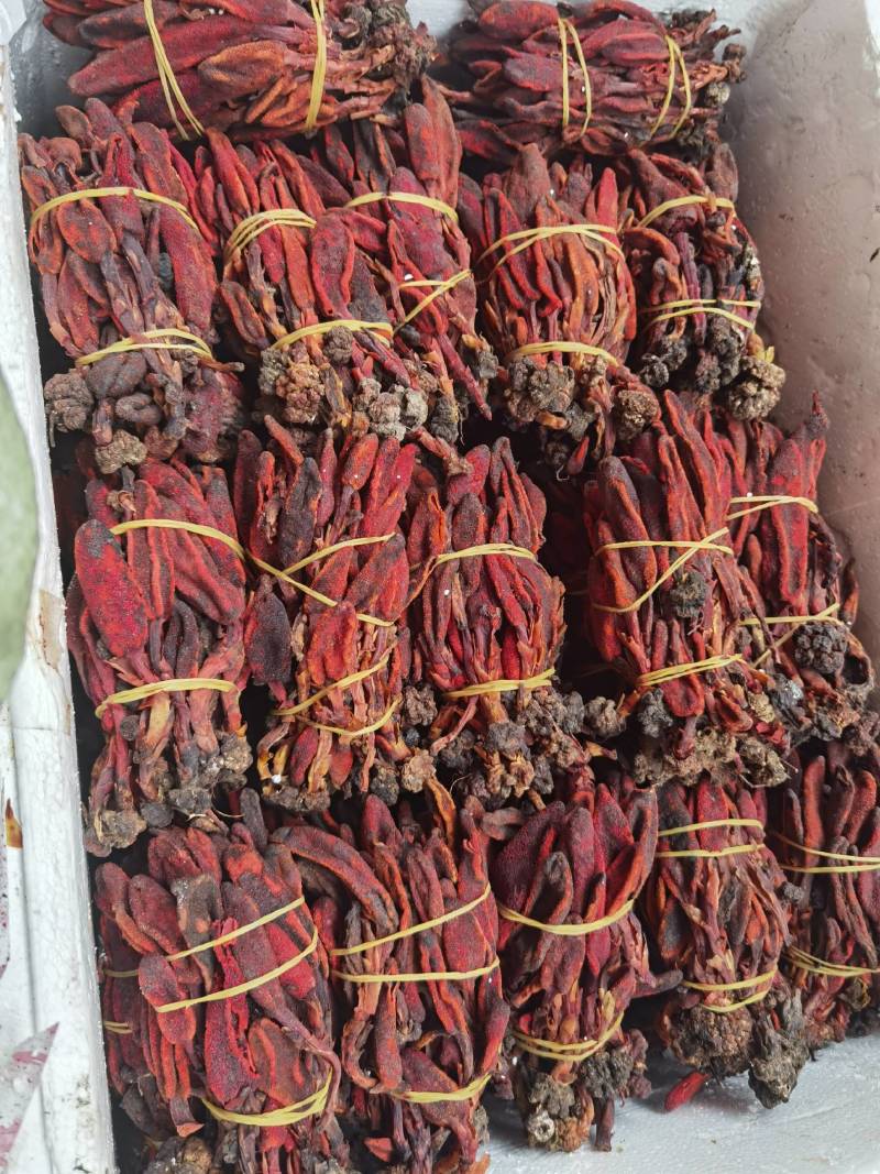 回春草大量有现货他产地直供一手货源云南回春草