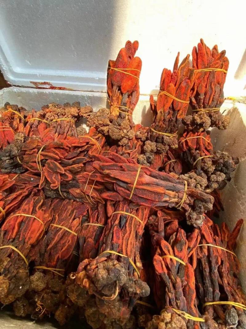 回春草大量有现货他产地直供一手货源云南回春草