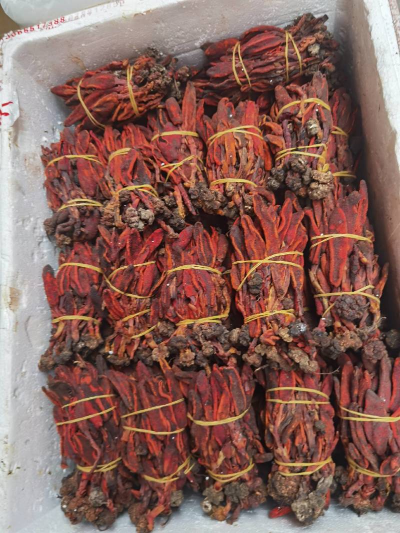 回春草大量有现货他产地直供一手货源云南回春草