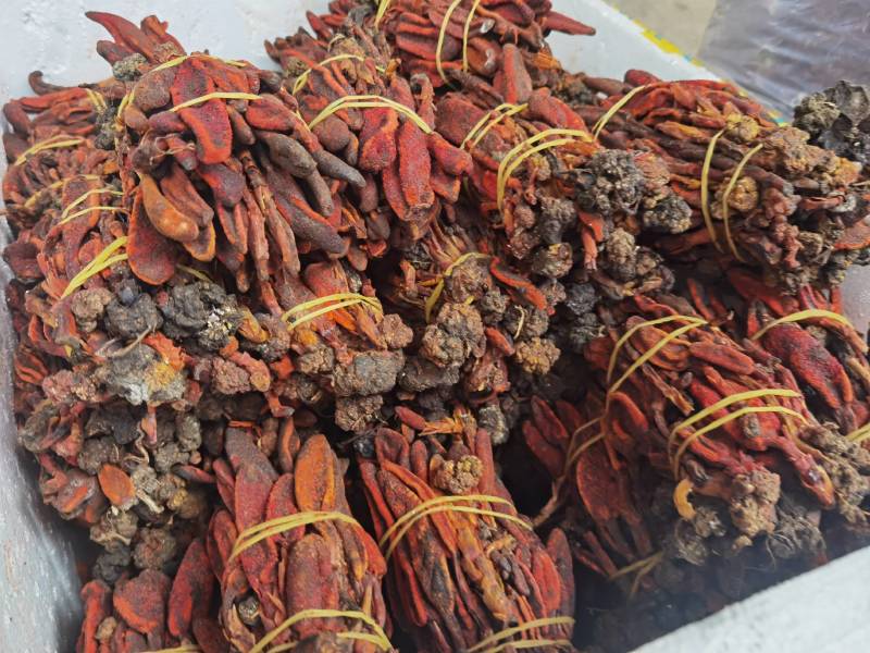 回春草大量有现货他产地直供一手货源云南回春草