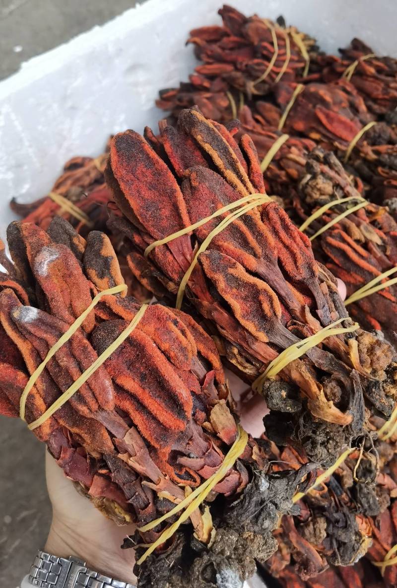 回春草大量有现货他产地直供一手货源云南回春草