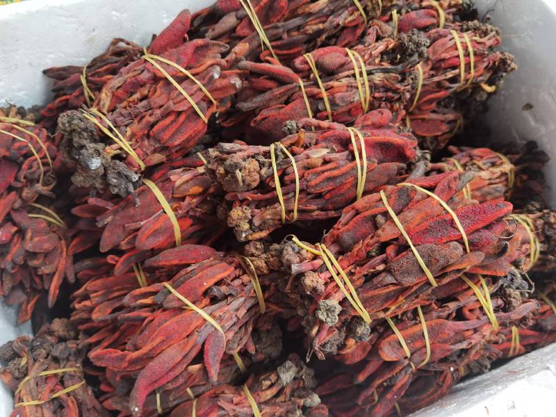 回春草大量有现货他产地直供一手货源云南回春草