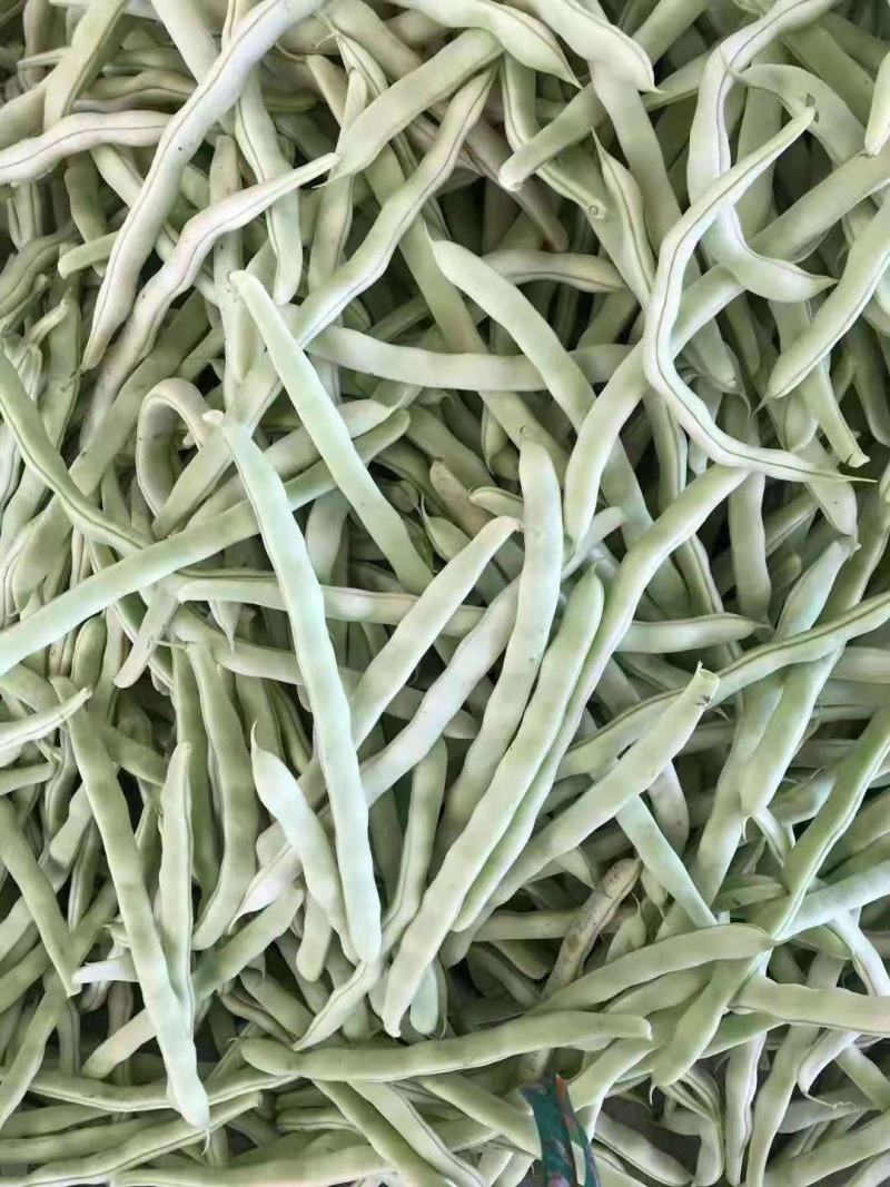 辽宁鞍山精品豆王豆角大量上市一手货源。