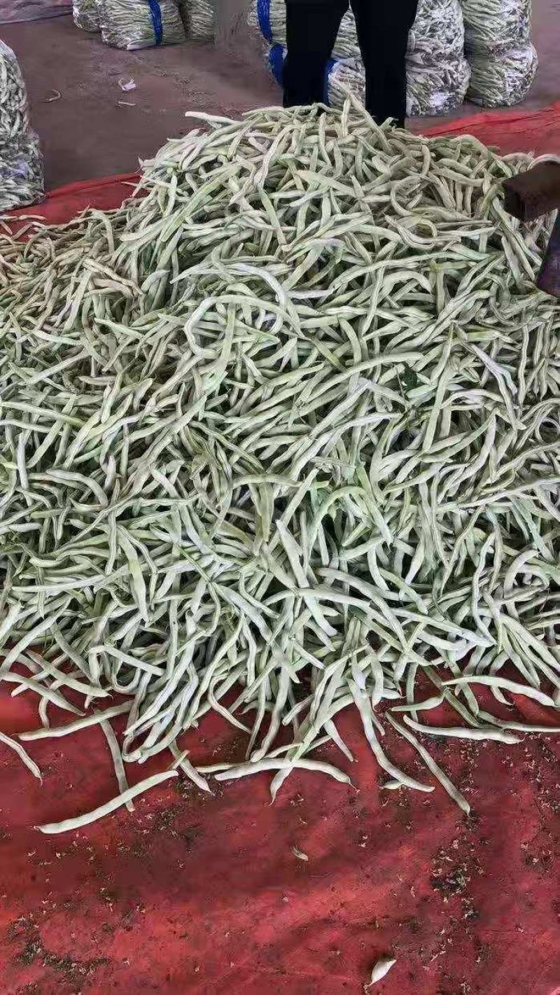 辽宁鞍山精品豆王豆角大量上市一手货源。