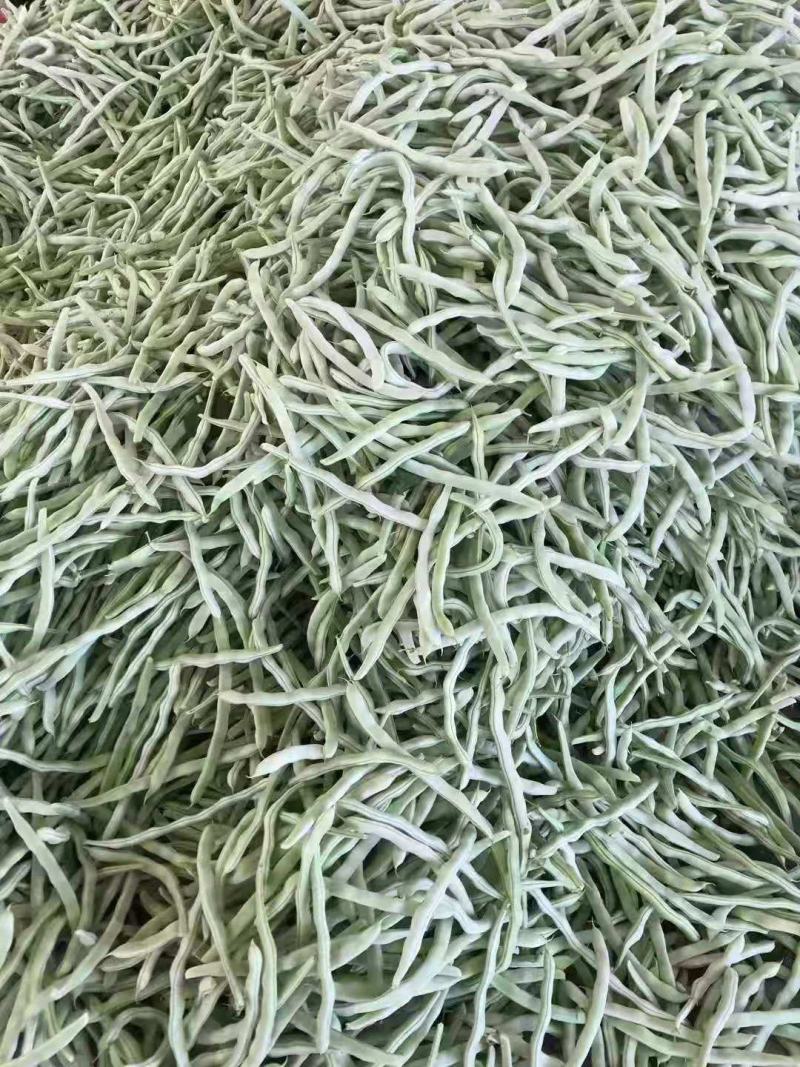 辽宁鞍山精品豆王豆角大量上市一手货源。