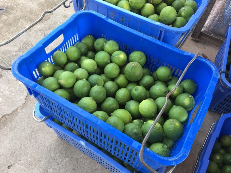 大量供应四季柠檬